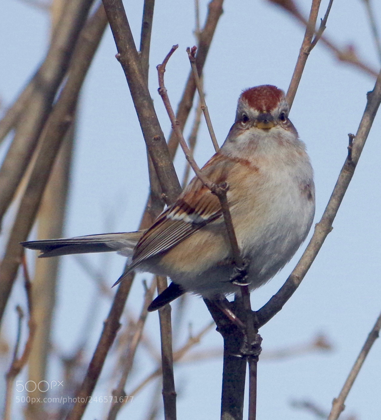 Pentax K-50 sample photo. Tree sparrow photography