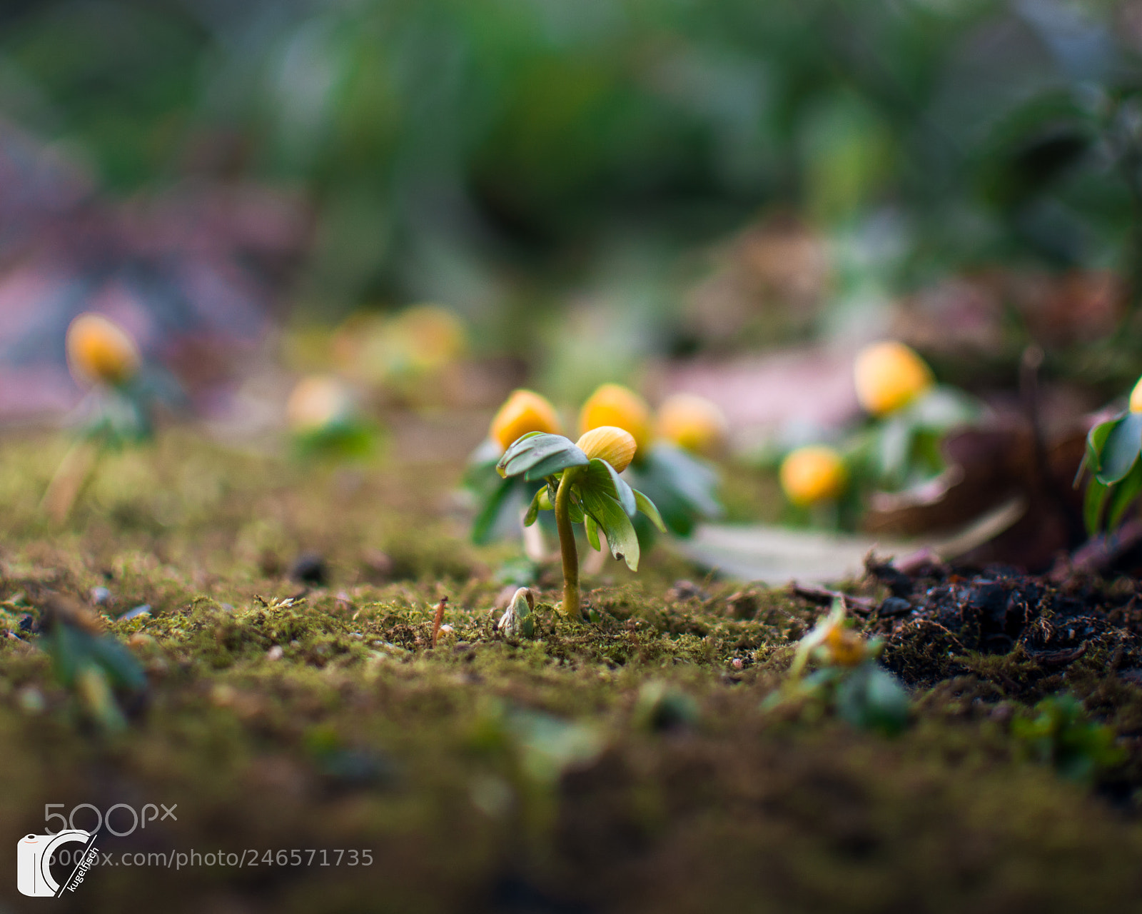 Nikon D7100 sample photo. Spring photography