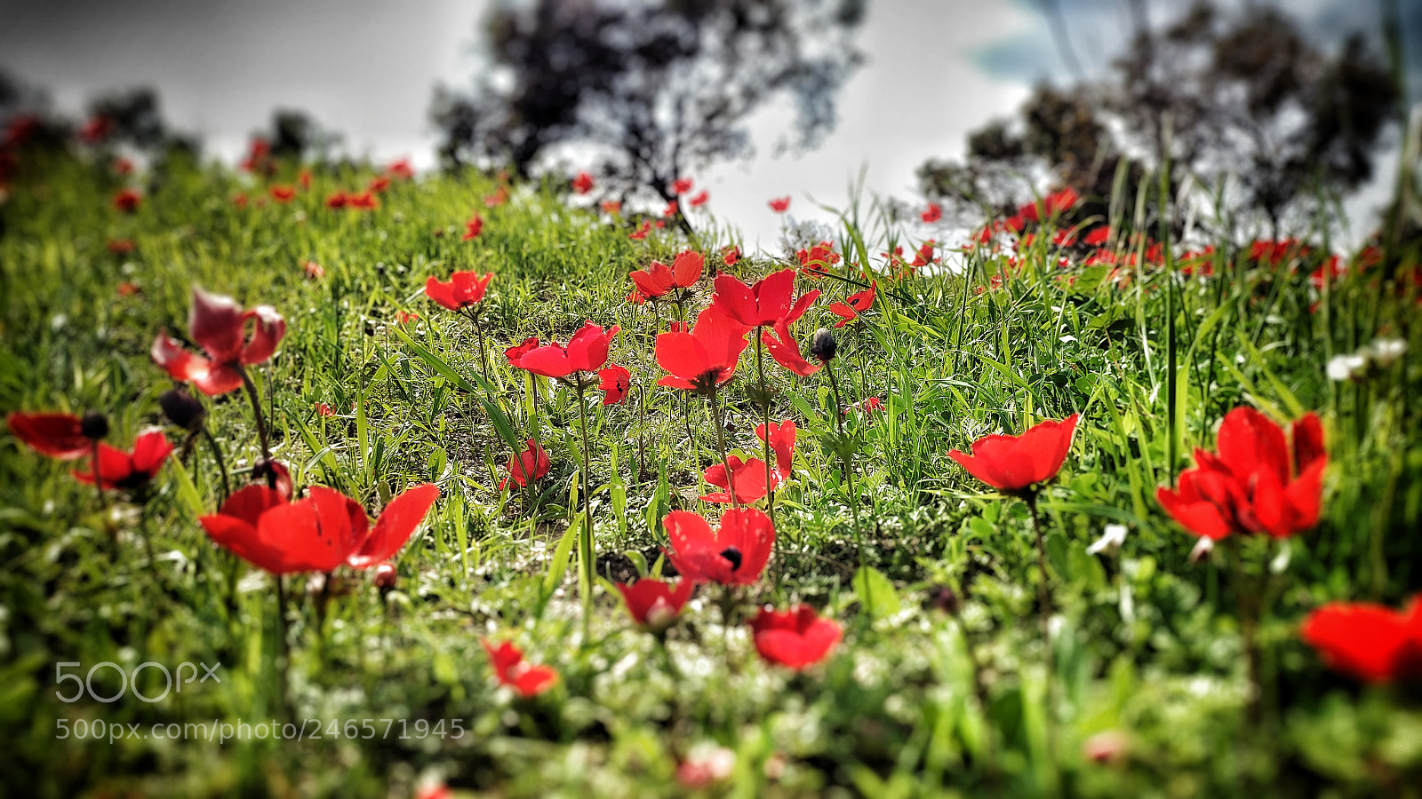 LG V20 sample photo. Untitled photography