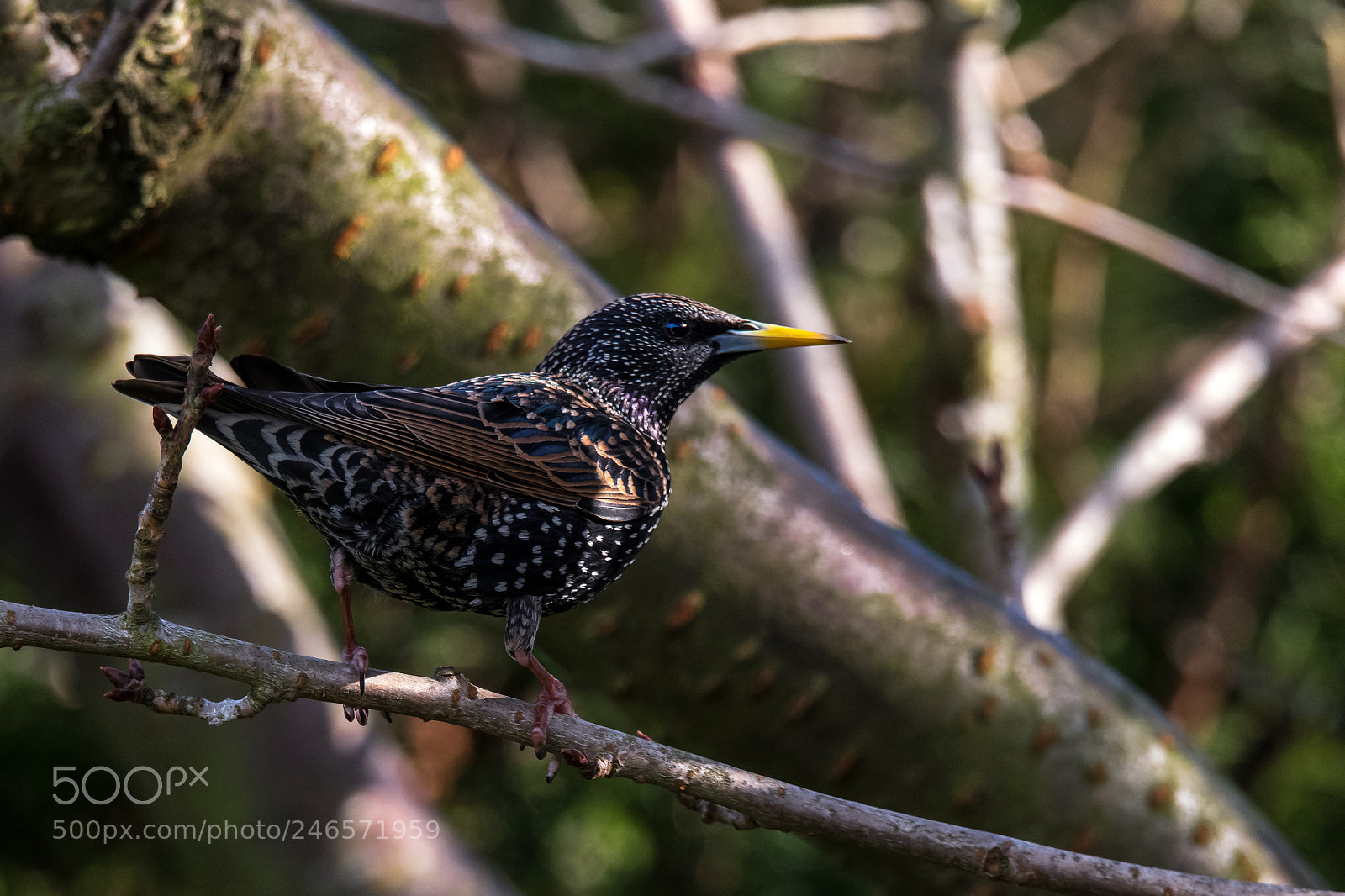 Nikon D850 sample photo. Starling photography