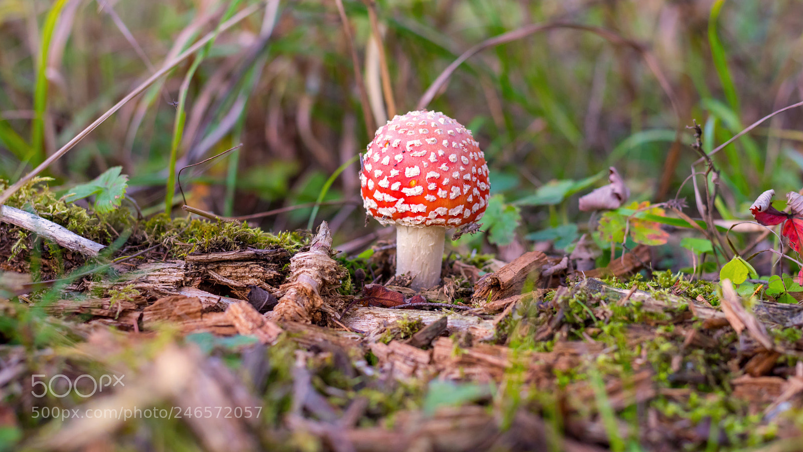 Nikon D810 sample photo. Fly agaric. photography