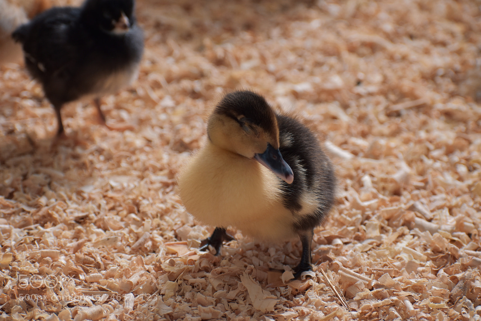 Nikon D5600 sample photo. Chick photography