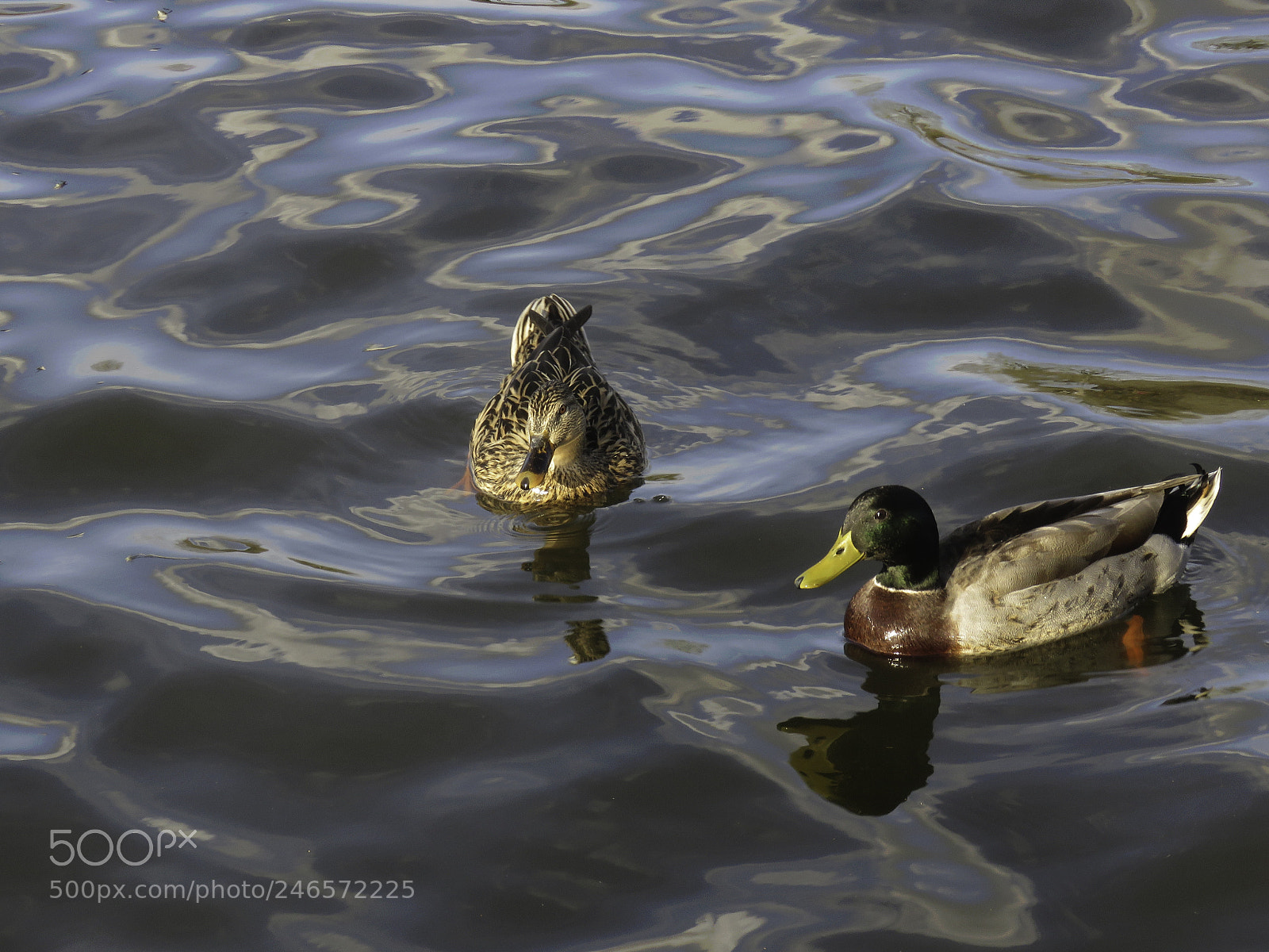 Canon PowerShot SX60 HS sample photo. Ducks sunning photography