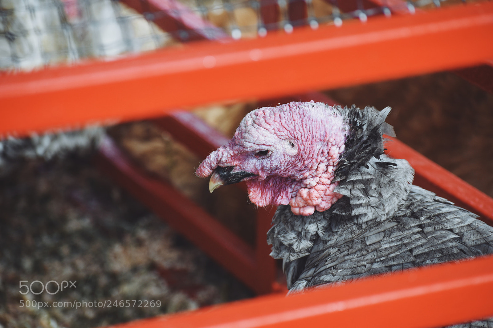 Nikon D5600 sample photo. Gobble gobble photography