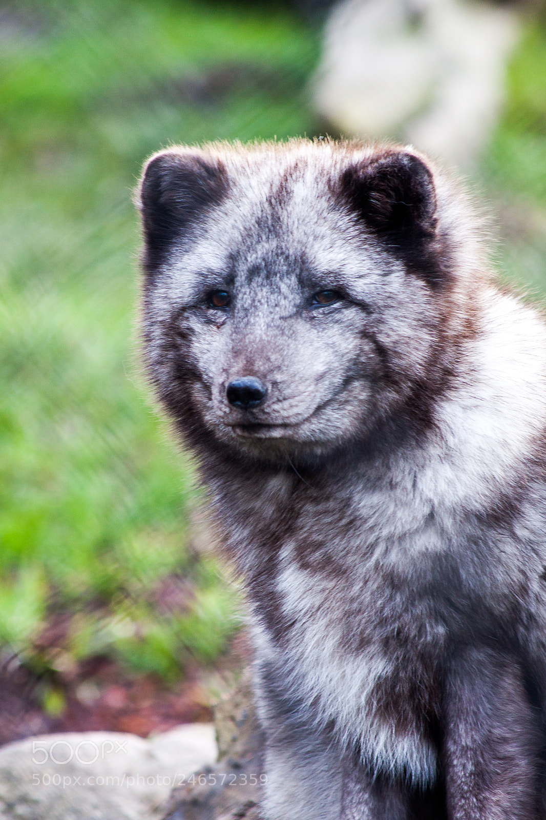Canon EOS 50D sample photo. Polar fox photography