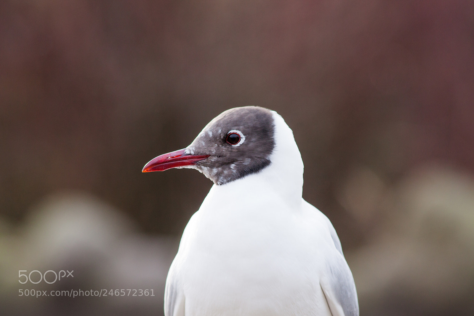 Canon EOS 50D sample photo. Bird photography
