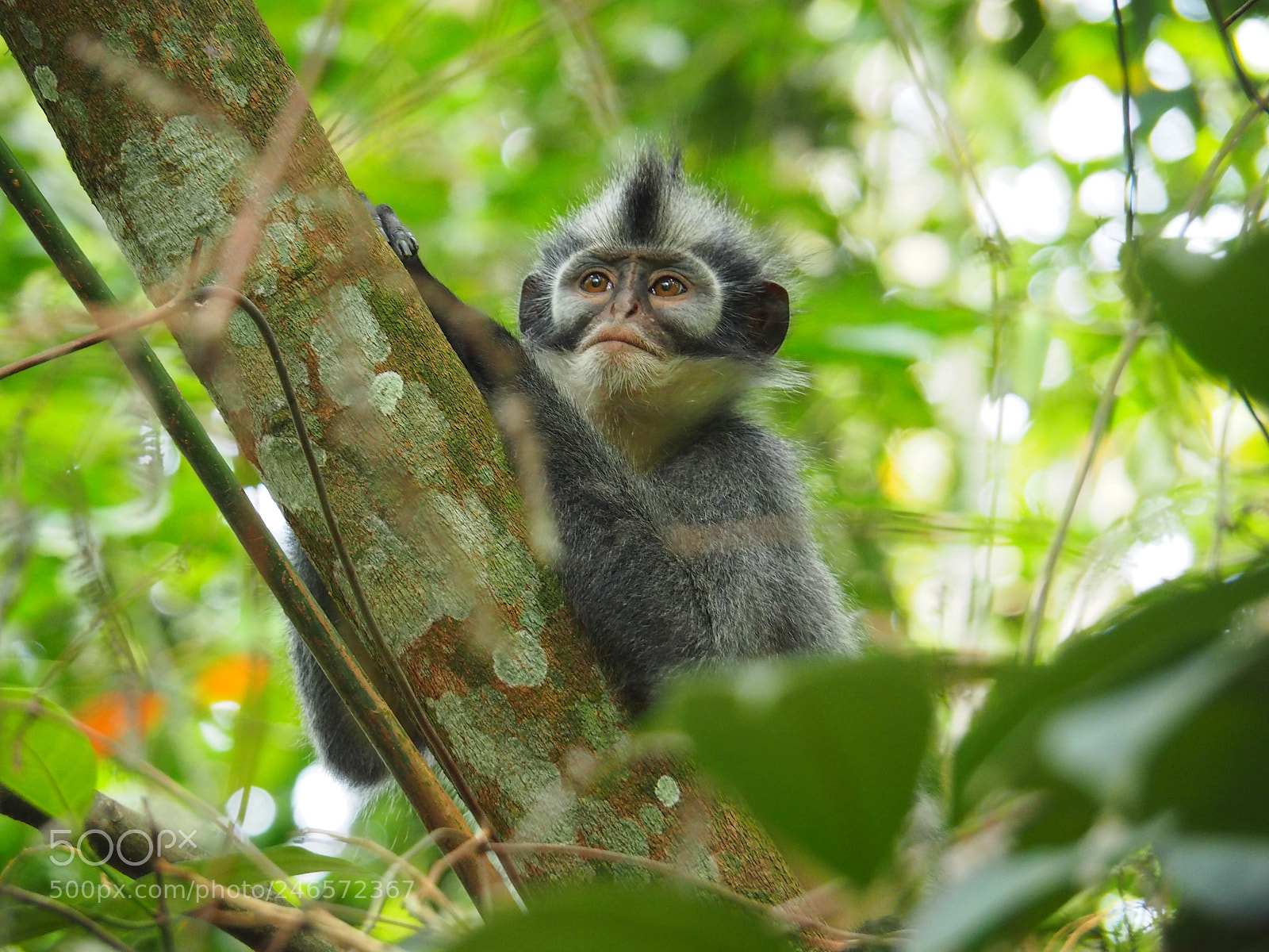 Olympus OM-D E-M10 II sample photo. Thomas s leaf monkey photography