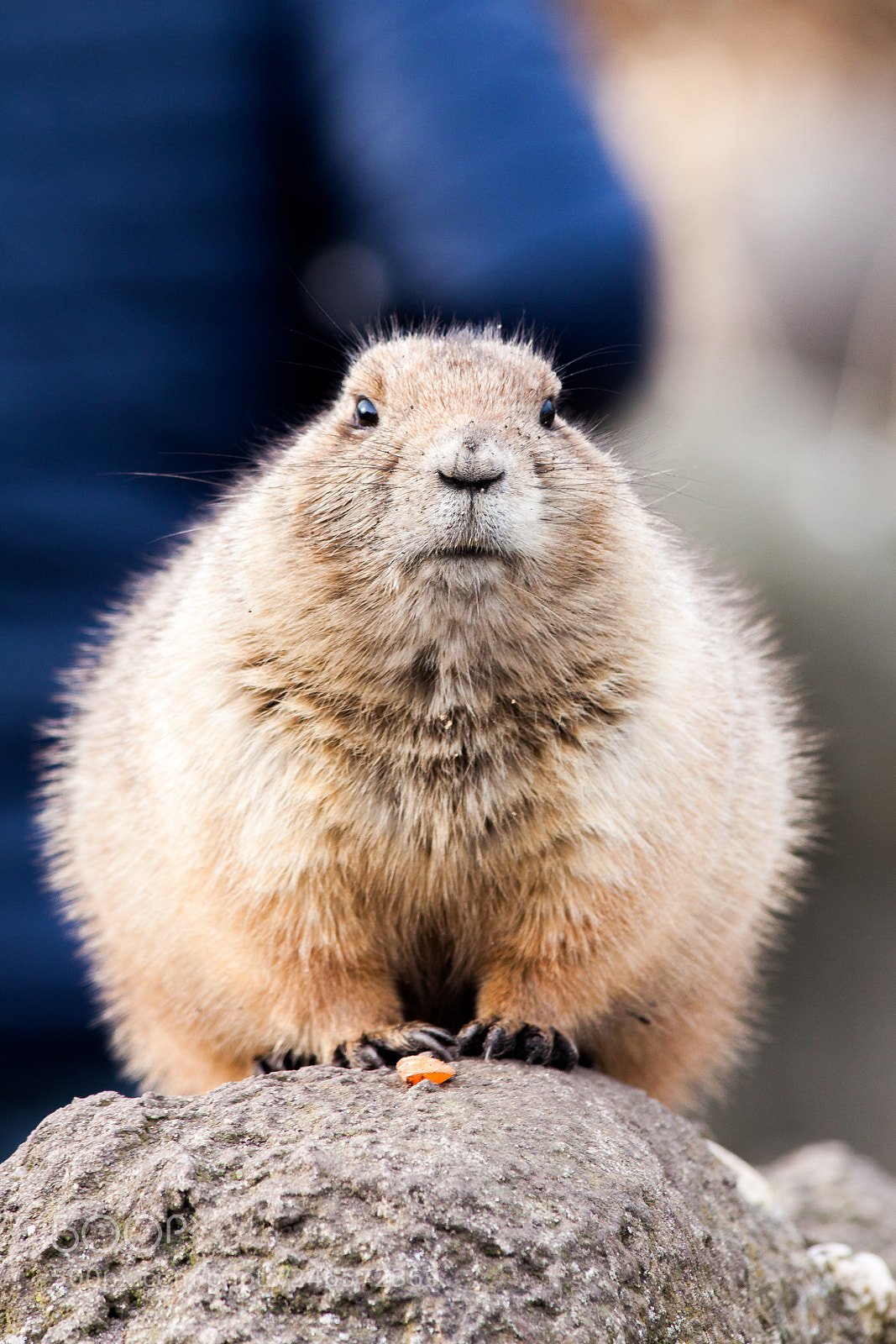 Canon EOS 50D sample photo. Prairie dog photography