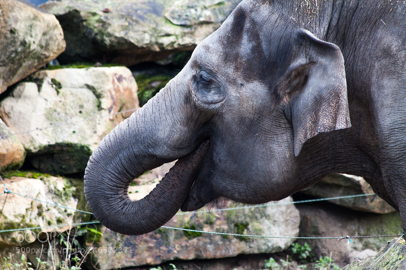Canon EOS 50D sample photo. Elephant photography