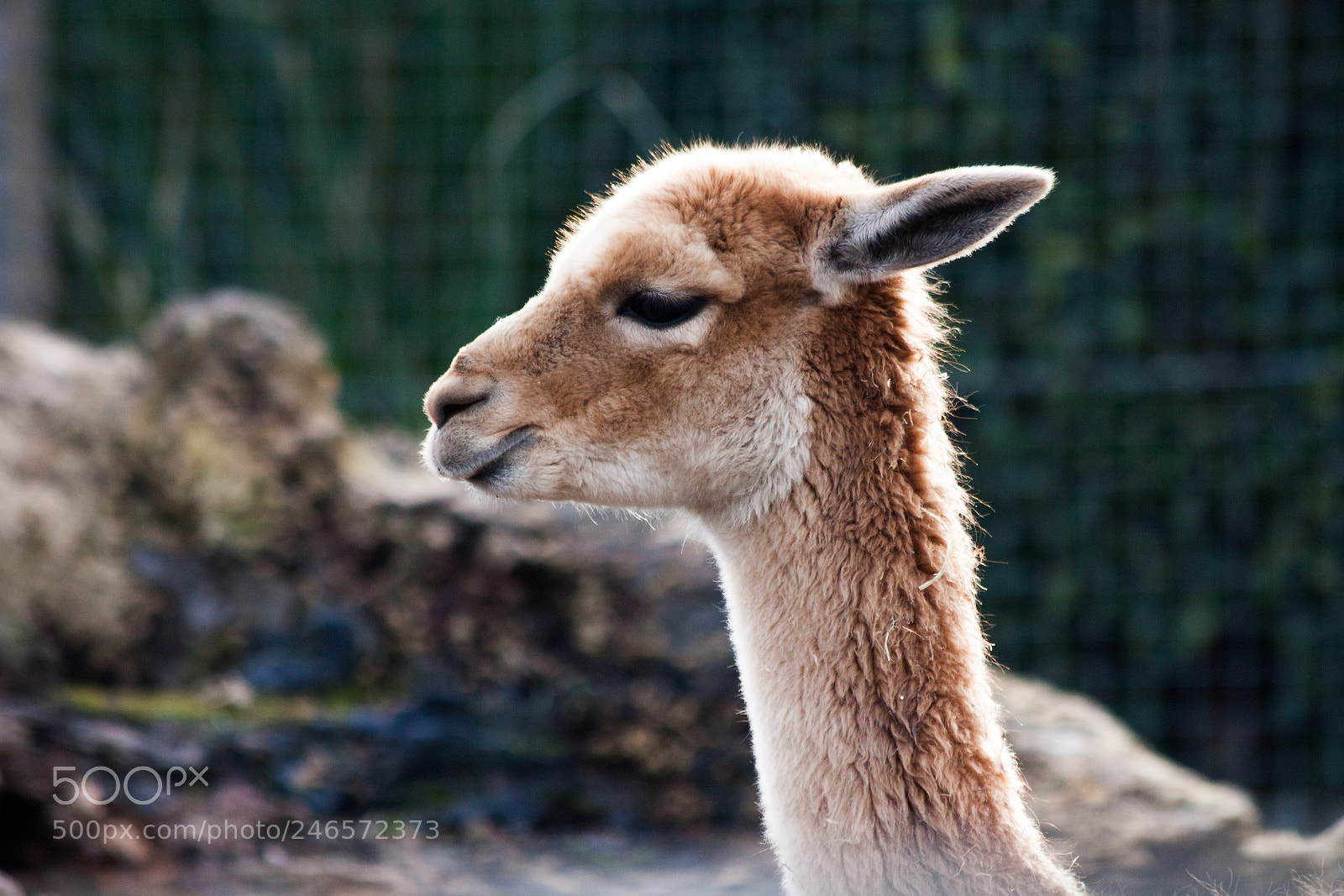 Canon EOS 50D sample photo. Lama photography