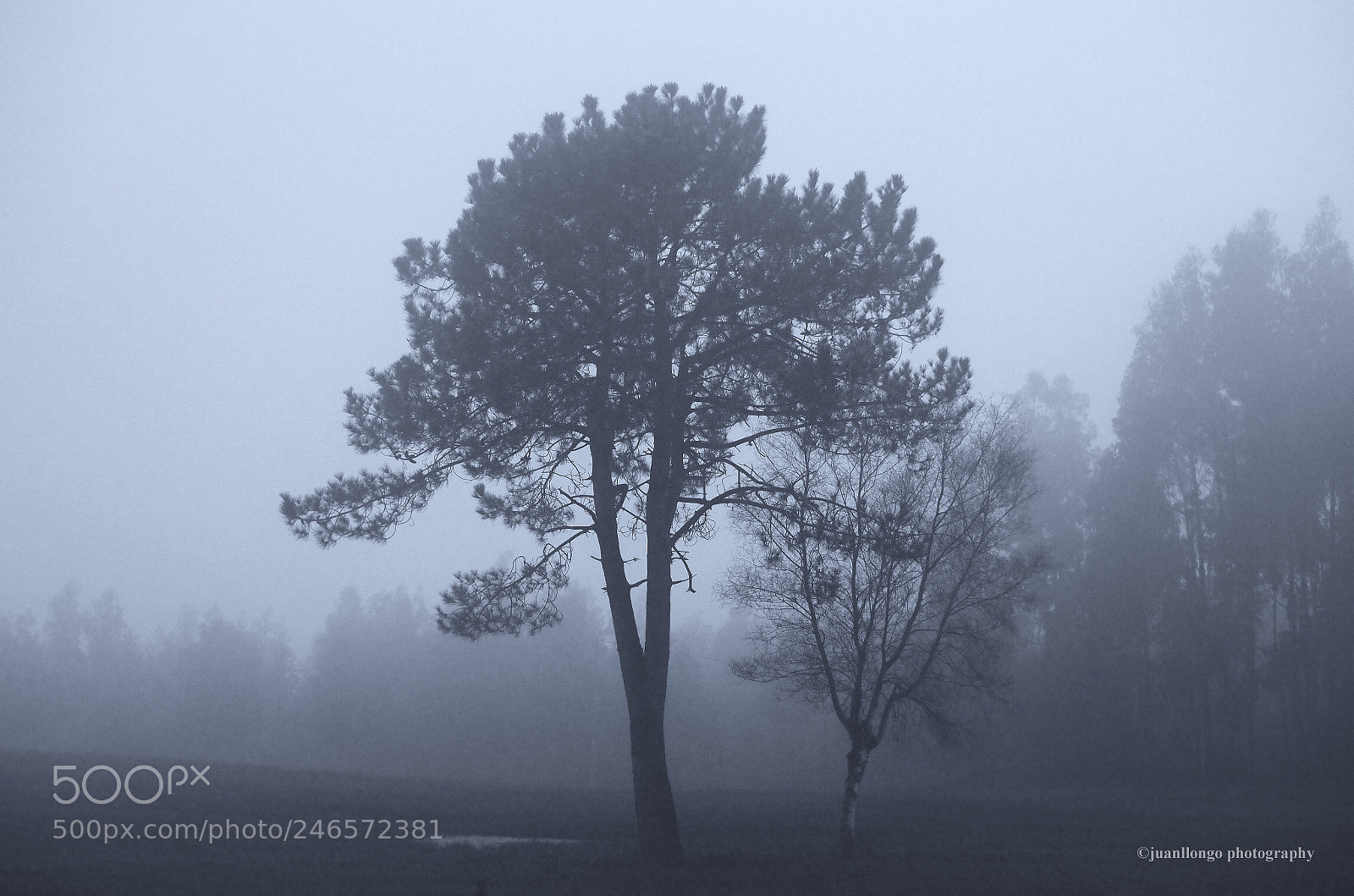 Olympus OM-D E-M10 II sample photo. Atardecer con niebla photography