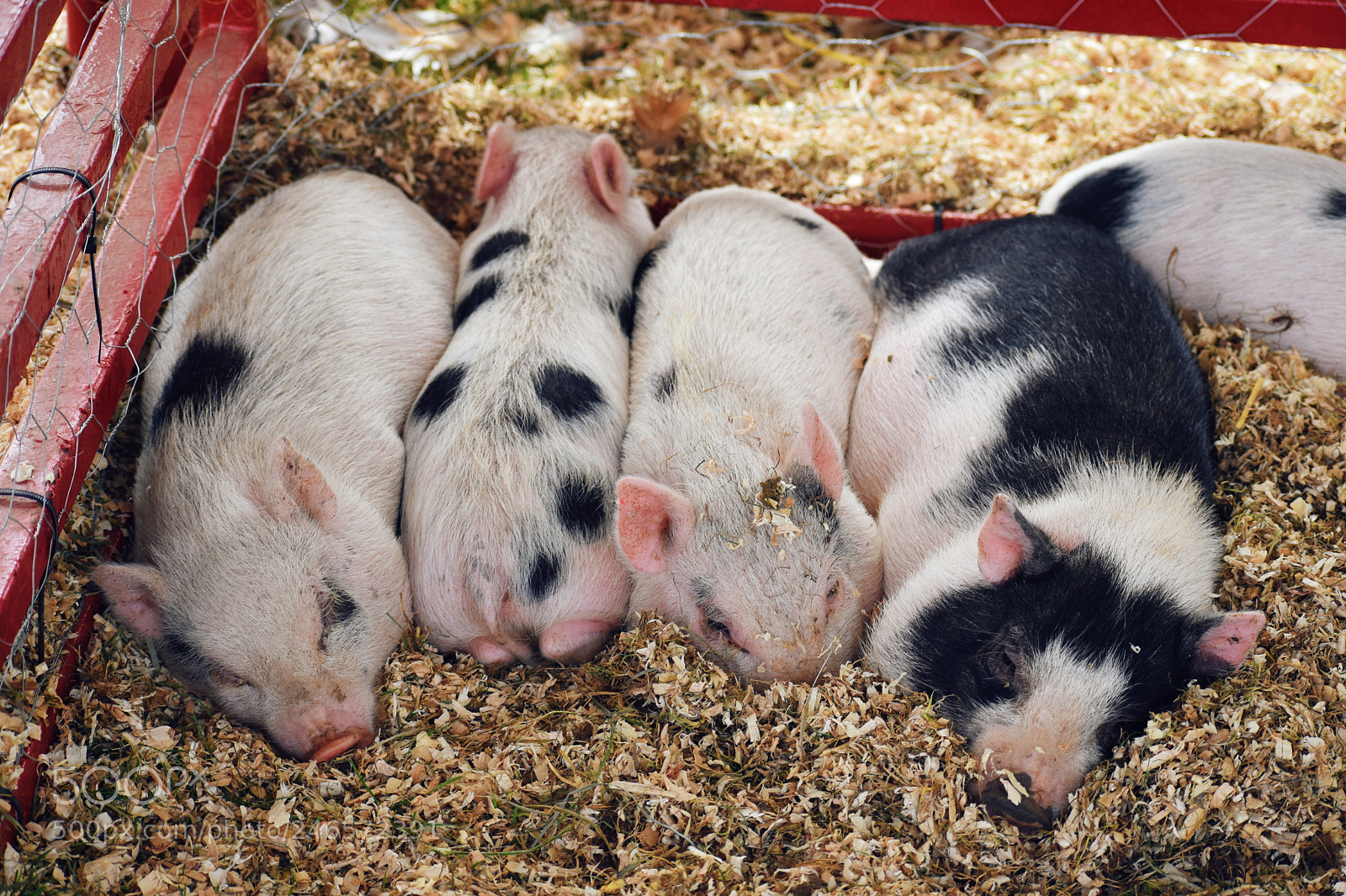 Nikon D5600 sample photo. Pigs in a row photography