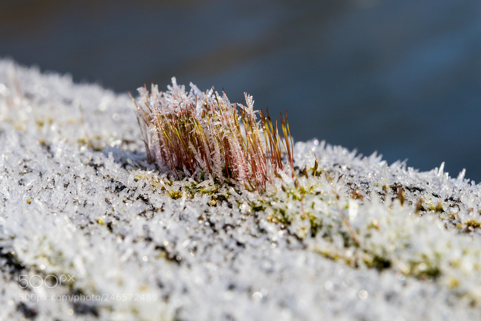 Canon EOS 80D sample photo. Frozen moss photography