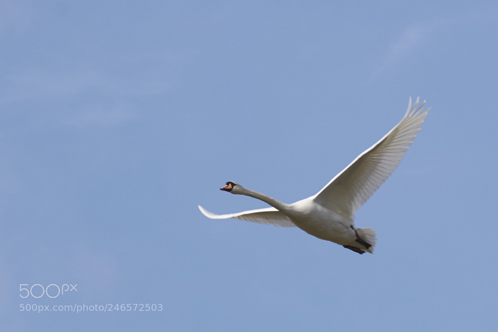 Nikon D7200 sample photo. Swan photography