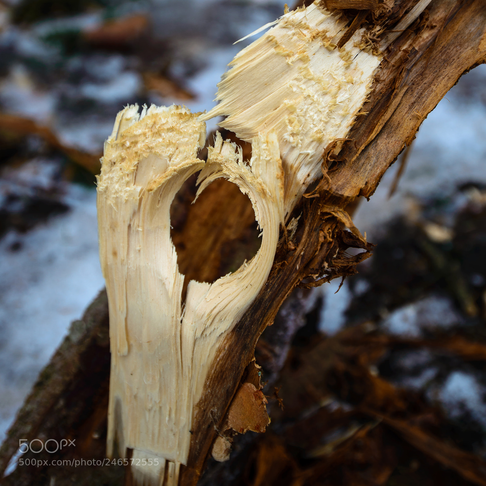 Nikon D610 sample photo. Untitled photography