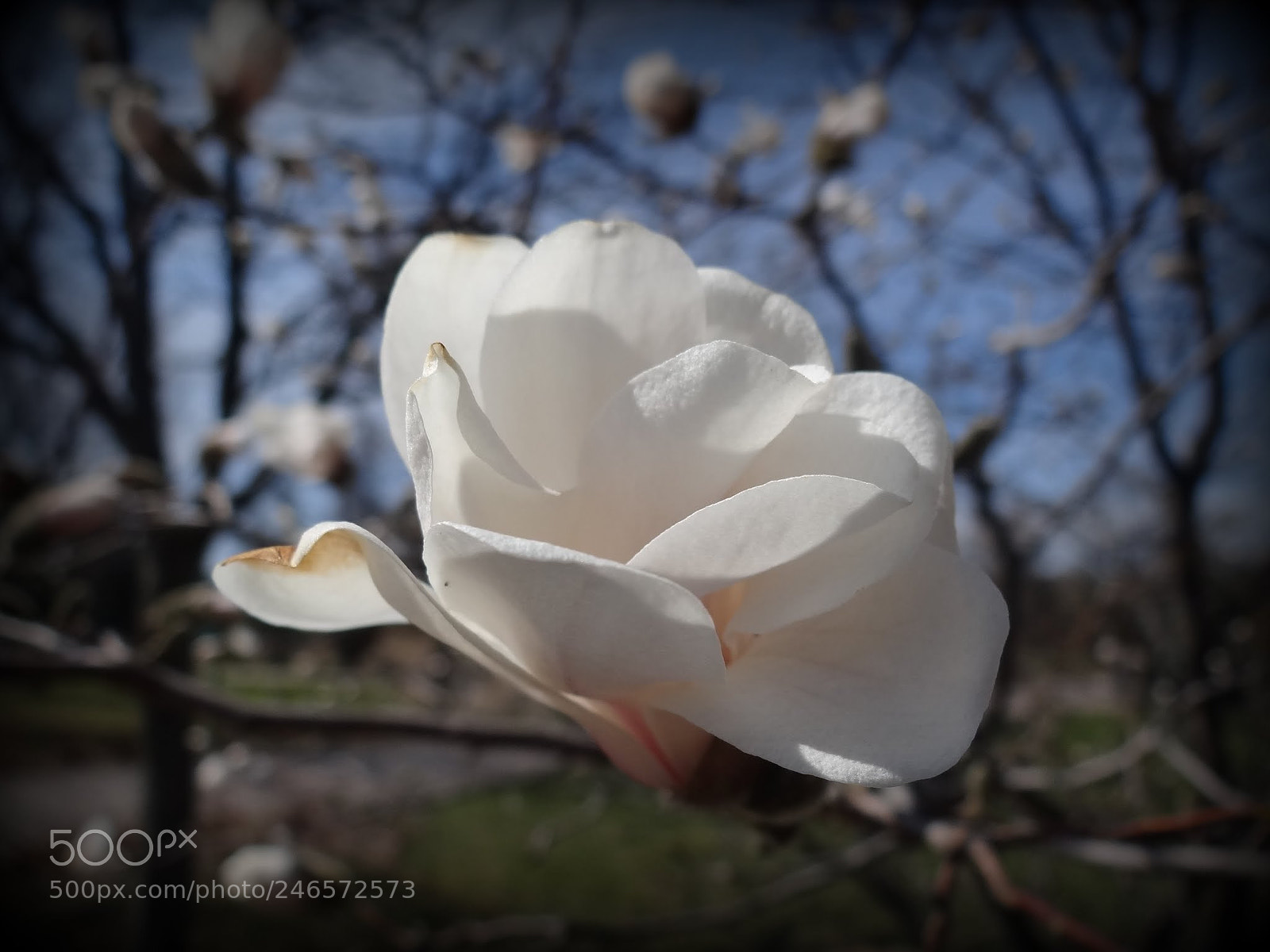 Sony Cyber-shot DSC-HX100V sample photo. Magnola photography