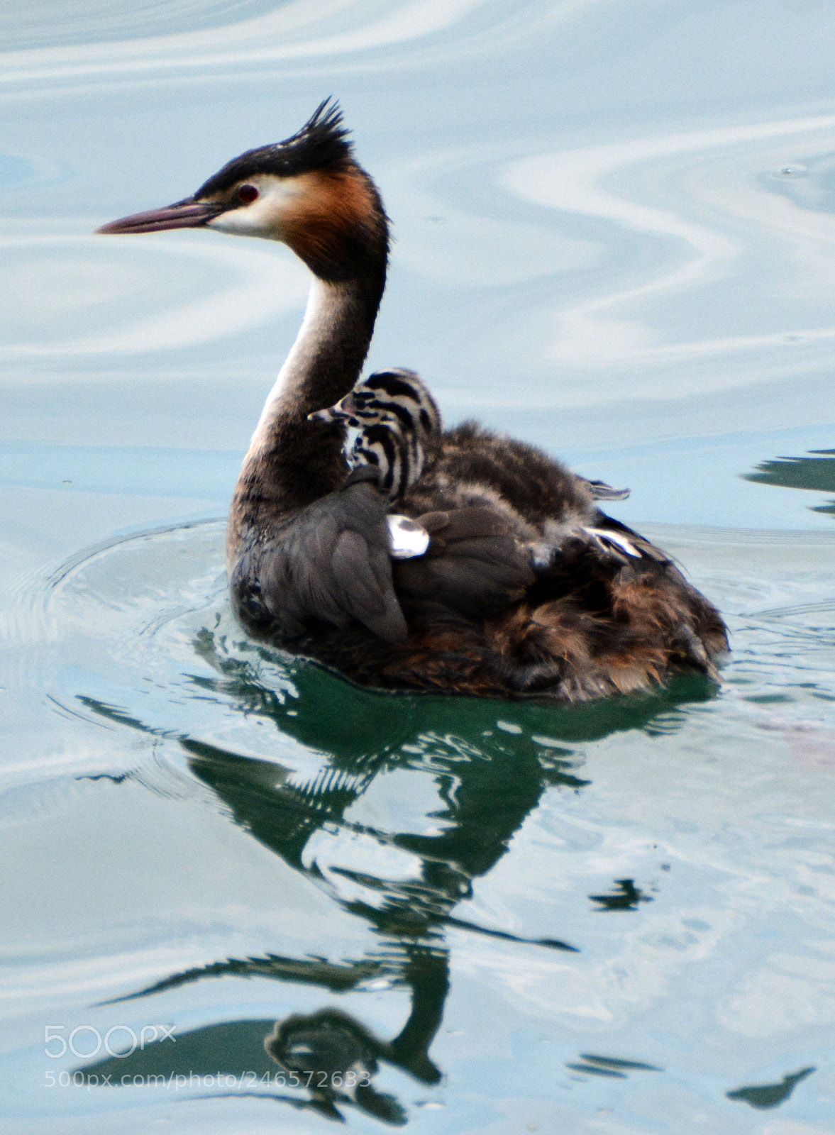 Nikon D7100 sample photo. Grebe (1) photography