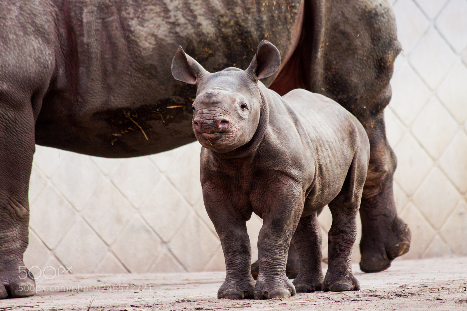 Canon EOS 50D sample photo. Rhino photography