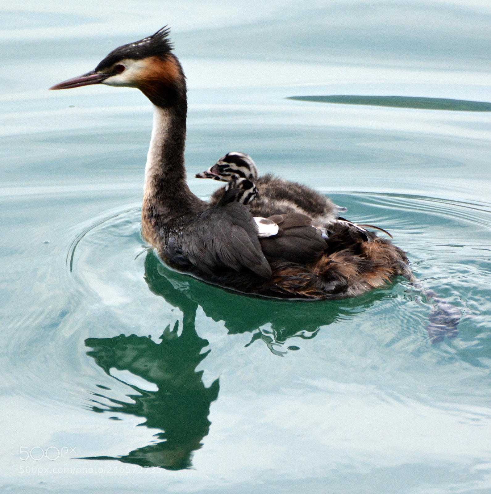 Nikon D7100 sample photo. Grebe (2) photography