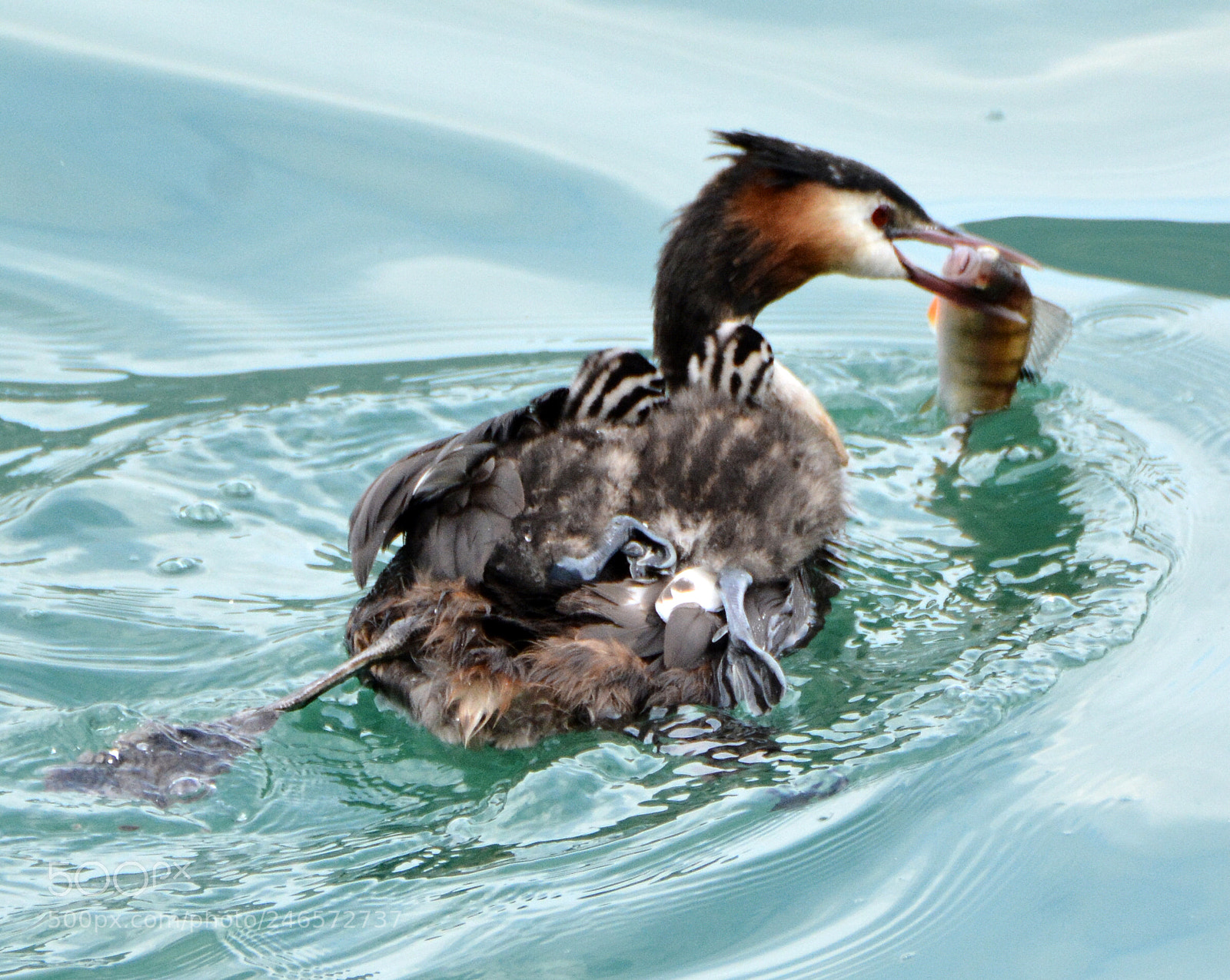 Nikon D7100 sample photo. Grebe (3) photography