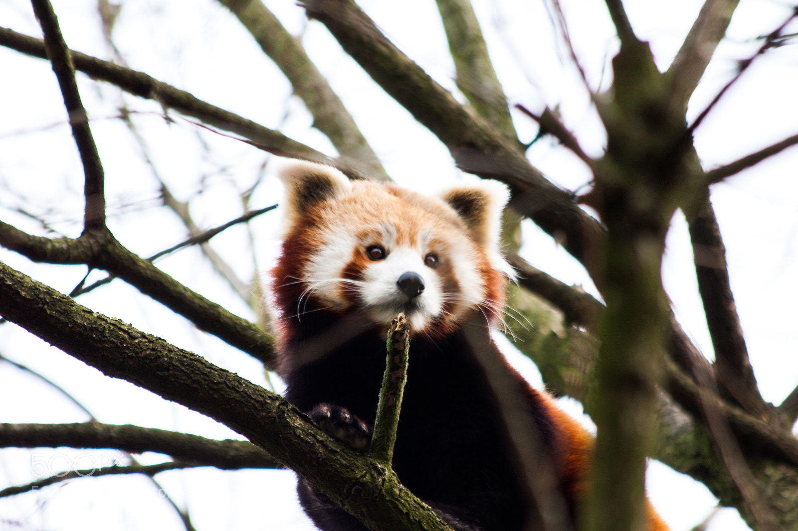 Canon EOS 50D sample photo. Panda photography
