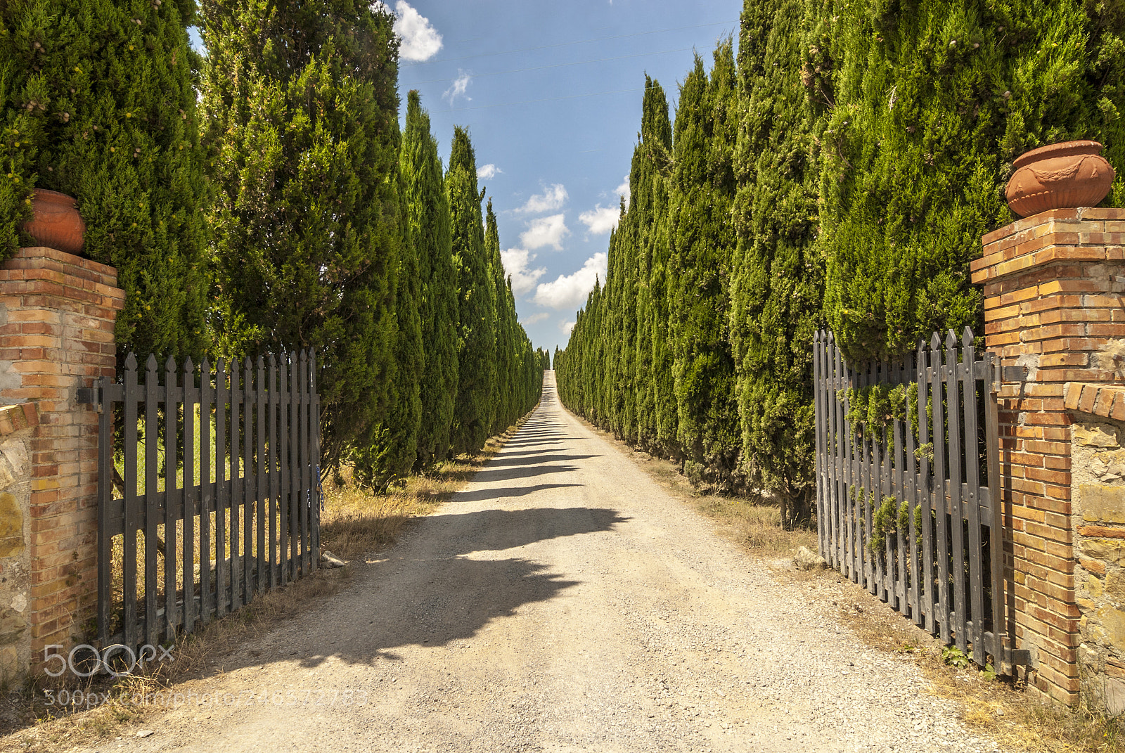Nikon D200 sample photo. Road with cypresses in photography