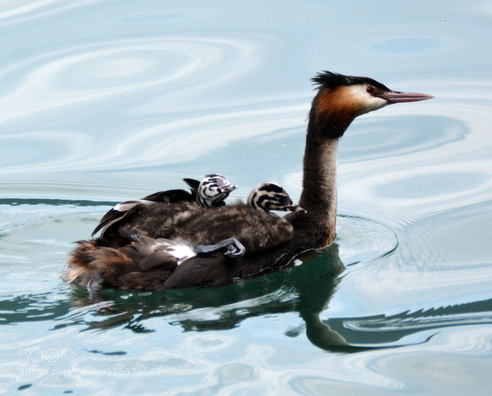 Nikon D7100 sample photo. Grebe (4) photography