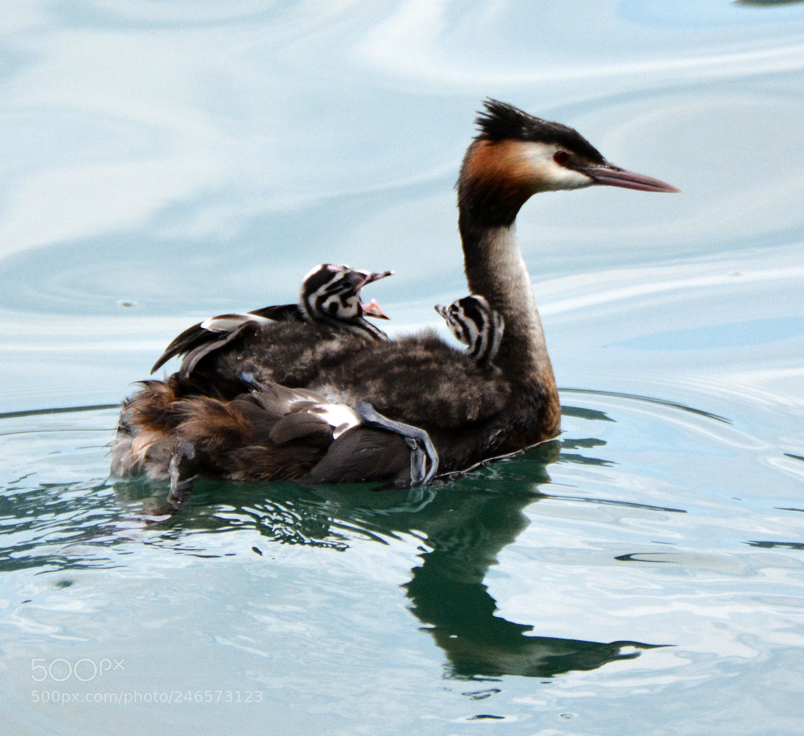 Nikon D7100 sample photo. Grebe (5) photography
