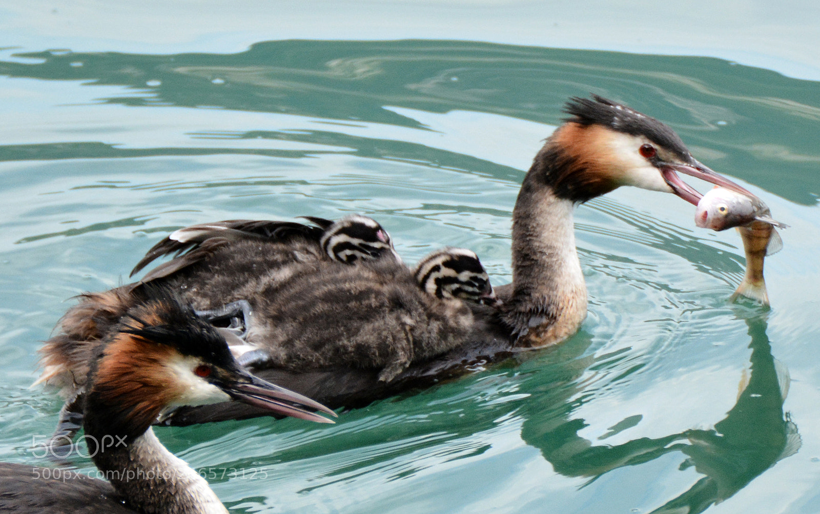 Nikon D7100 sample photo. Grebe (6) photography