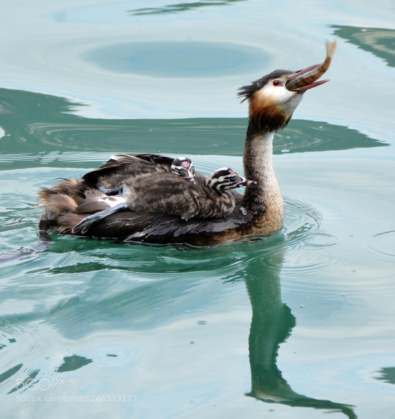 Nikon D7100 sample photo. Grebe (7) photography