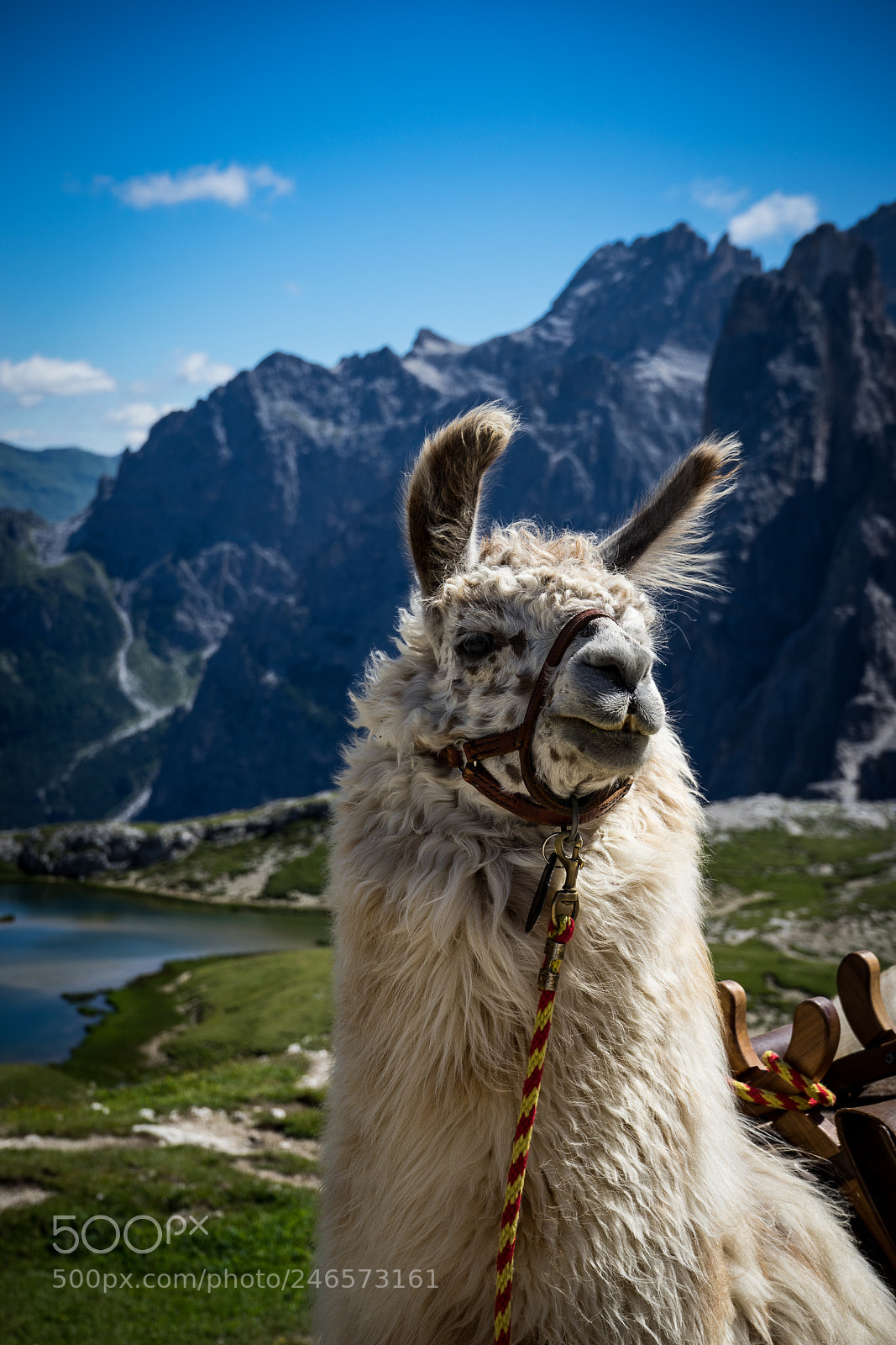 Sony a7 II sample photo. Majestic beast photography
