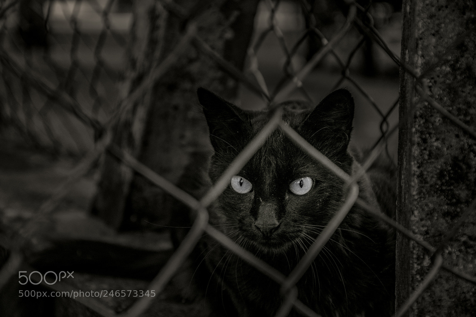 Nikon D7200 sample photo. Black cat photography