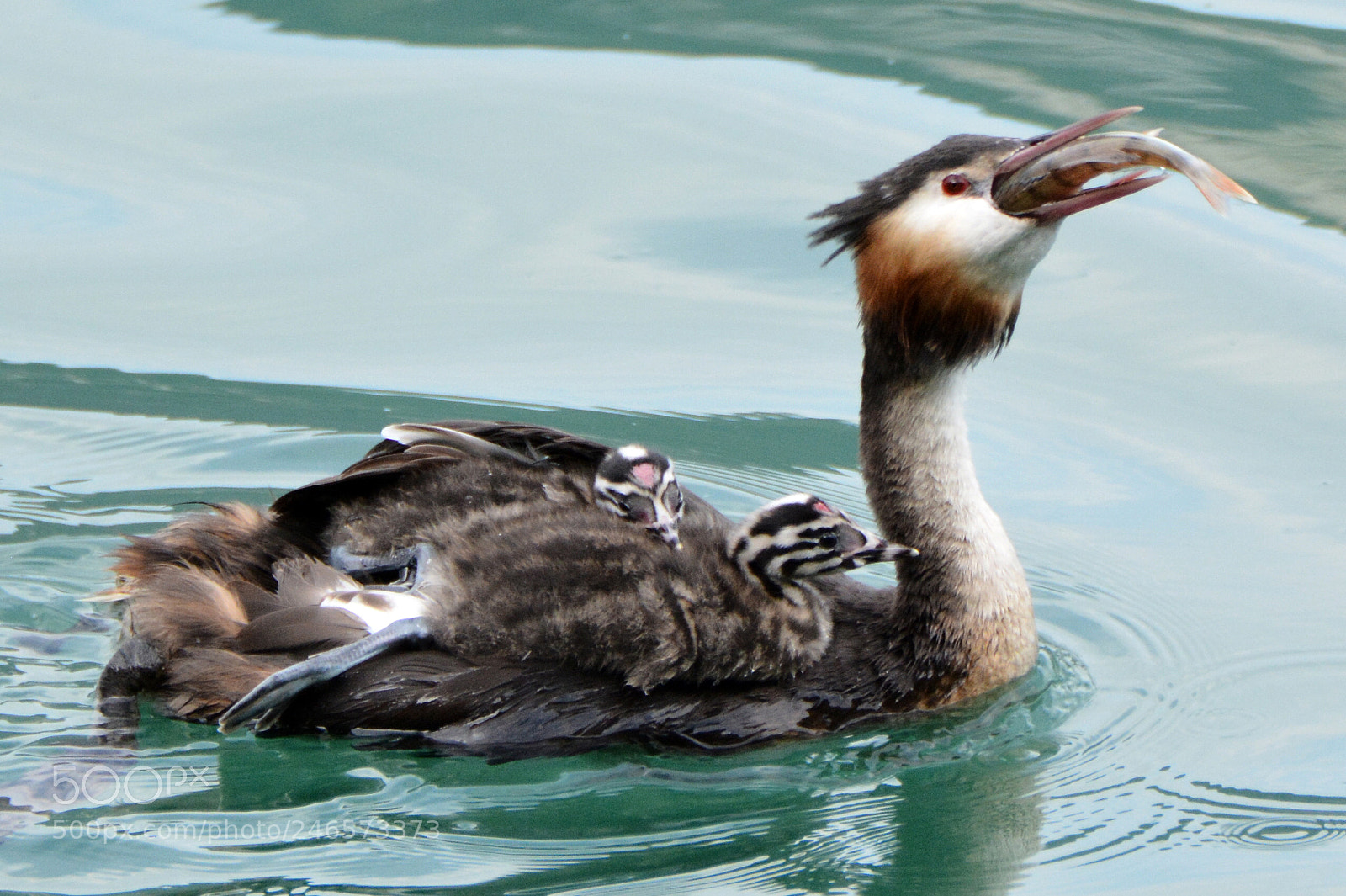 Nikon D7100 sample photo. Grebe (8) photography
