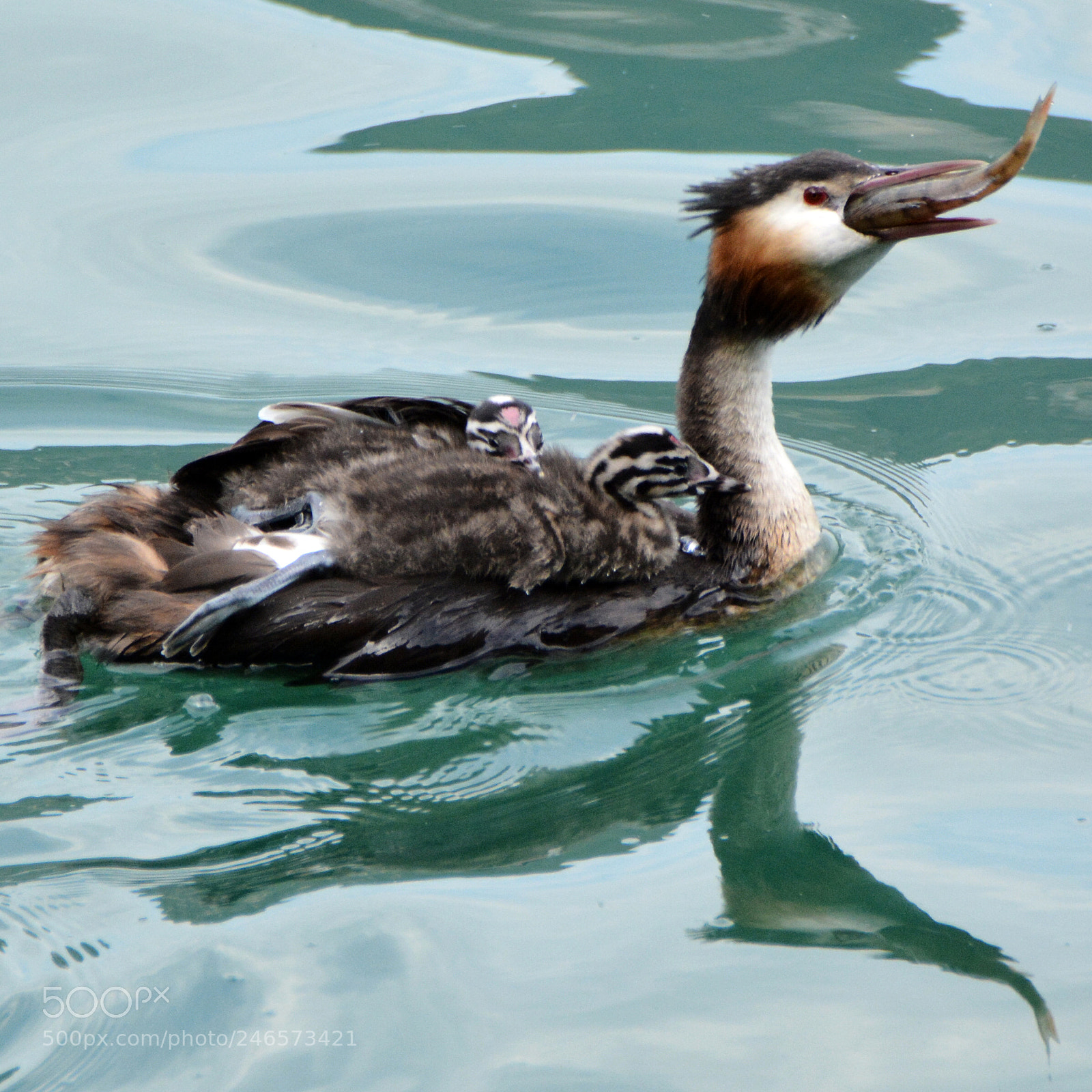 Nikon D7100 sample photo. Grebe (9) photography