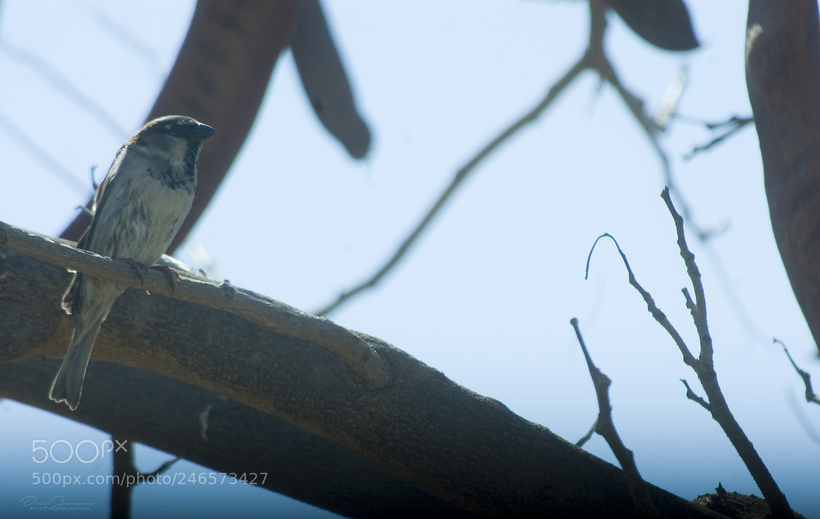 Nikon D50 sample photo. Little bird photography