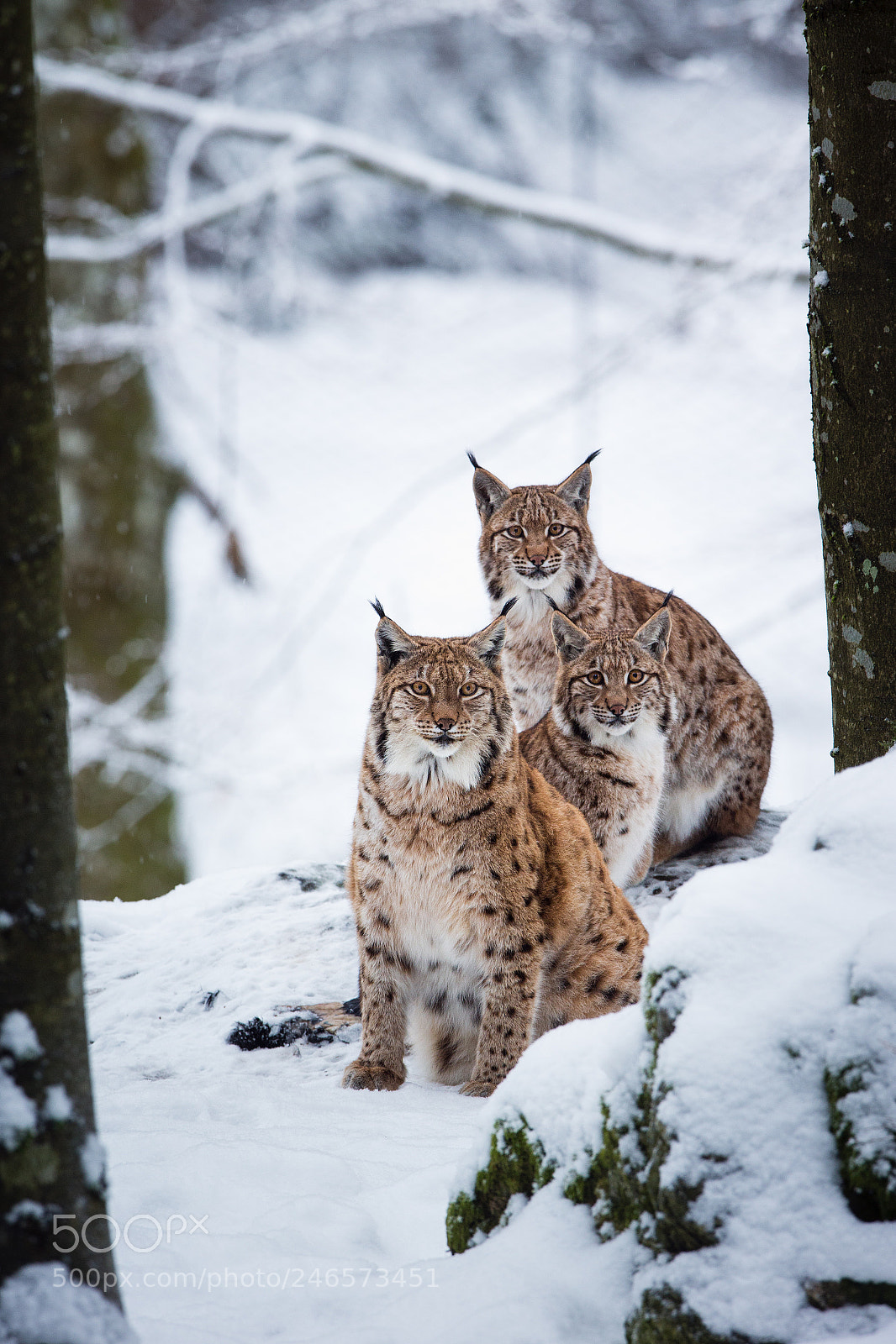 Canon EOS-1D X sample photo. Lynx family photography