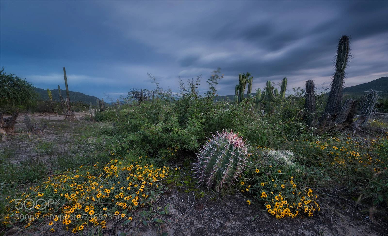 Nikon D810 sample photo. Biznaga in blossom, puebla photography
