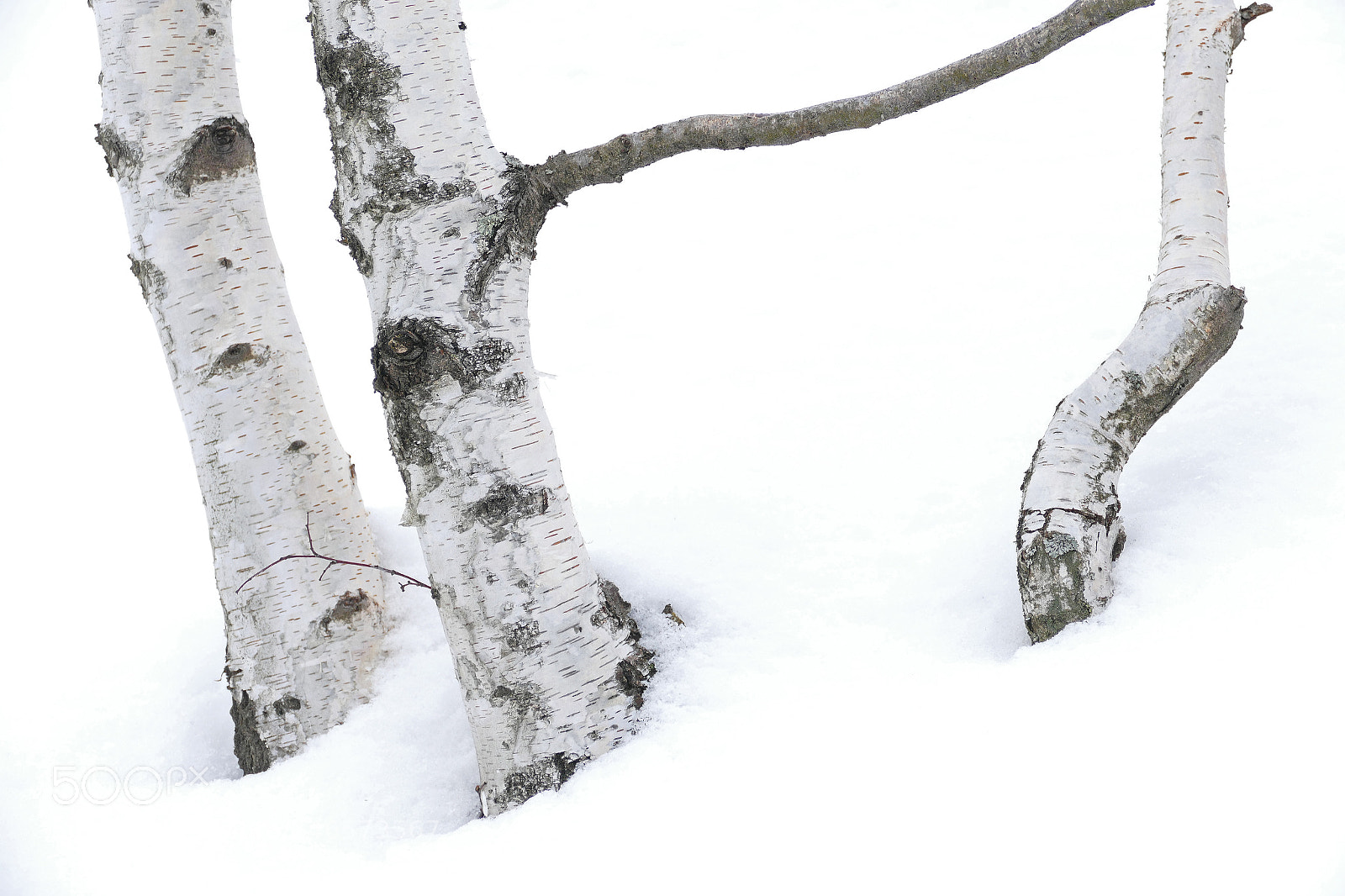 Panasonic Lumix DMC-FZ1000 sample photo. Birch in winter photography