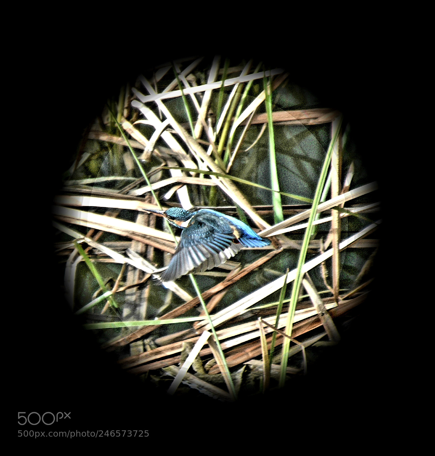Nikon D3400 sample photo. Kingfisher photography