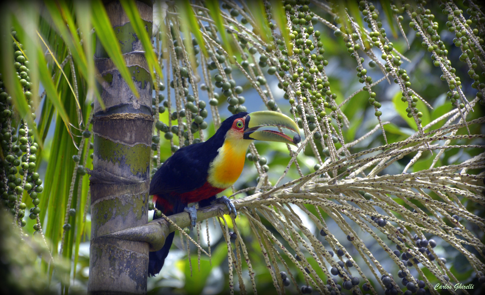 Nikon D5200 sample photo. Tucano de bico verde, (ramphastos dicolorus), red-breasted toucan. photography
