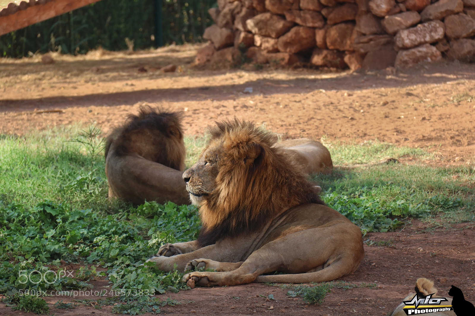 Canon EOS 760D (EOS Rebel T6s / EOS 8000D) sample photo. Animal photography photography