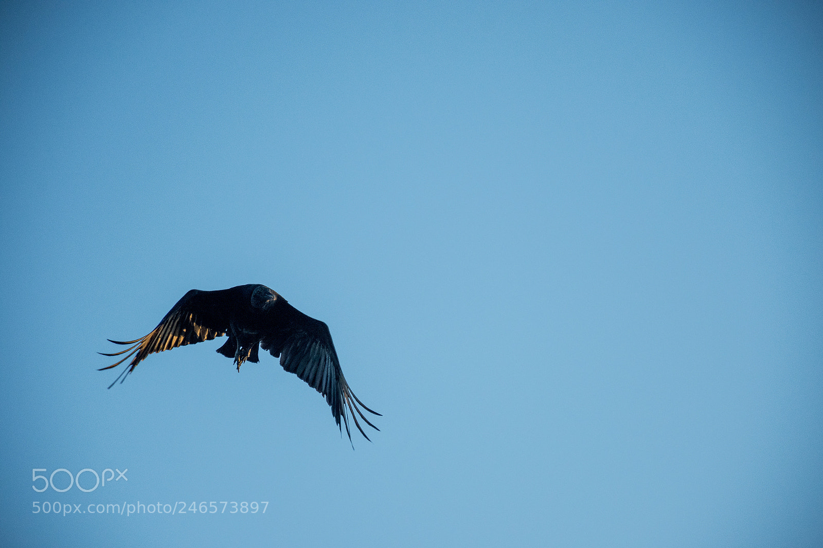 Nikon D7200 sample photo. Flying wings photography