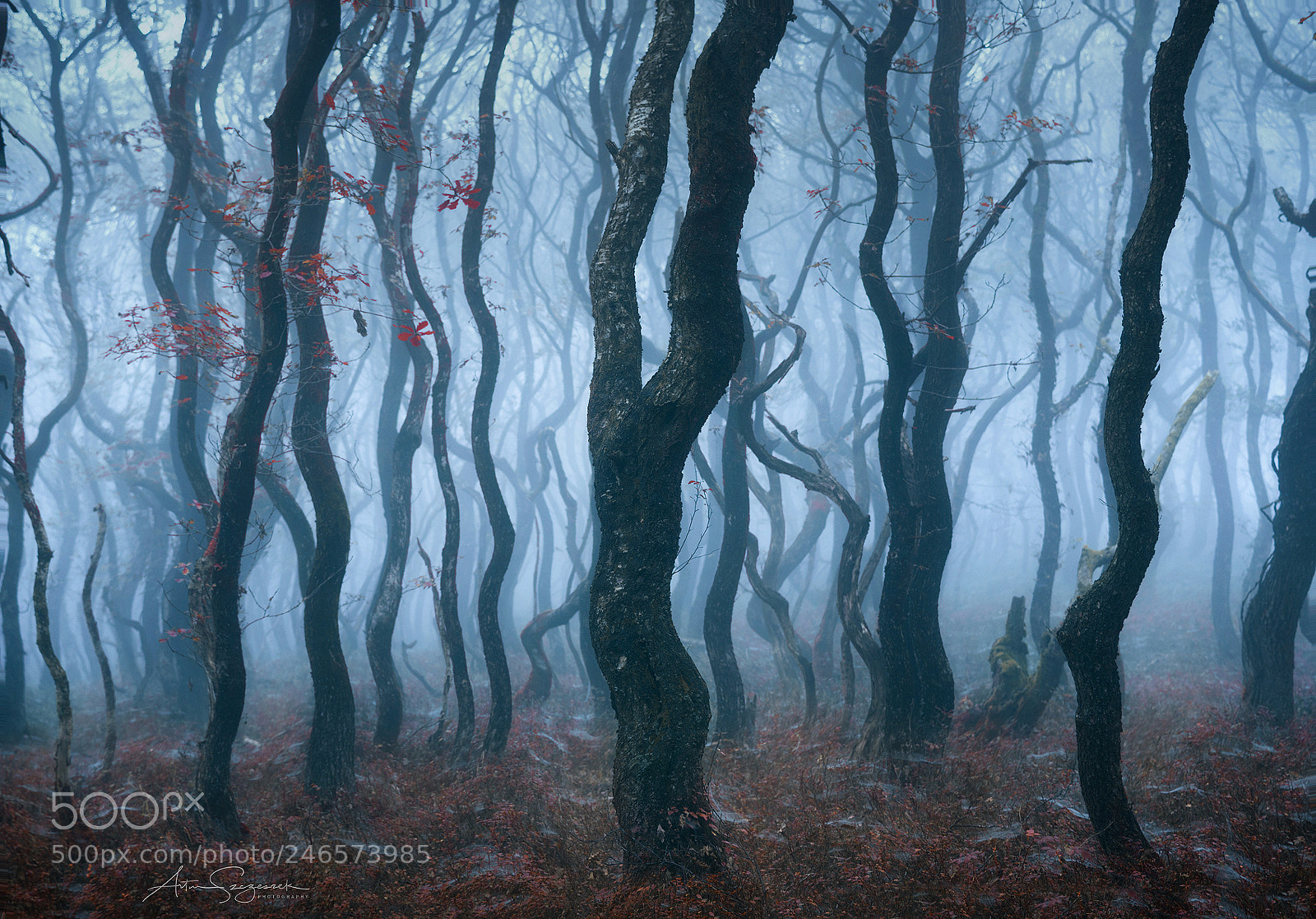 Nikon D7200 sample photo. Twisted woods ii photography