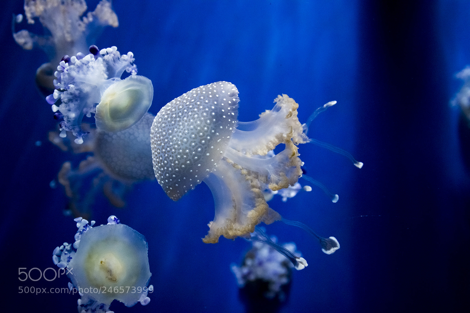Canon EOS 600D (Rebel EOS T3i / EOS Kiss X5) sample photo. Medusa photography