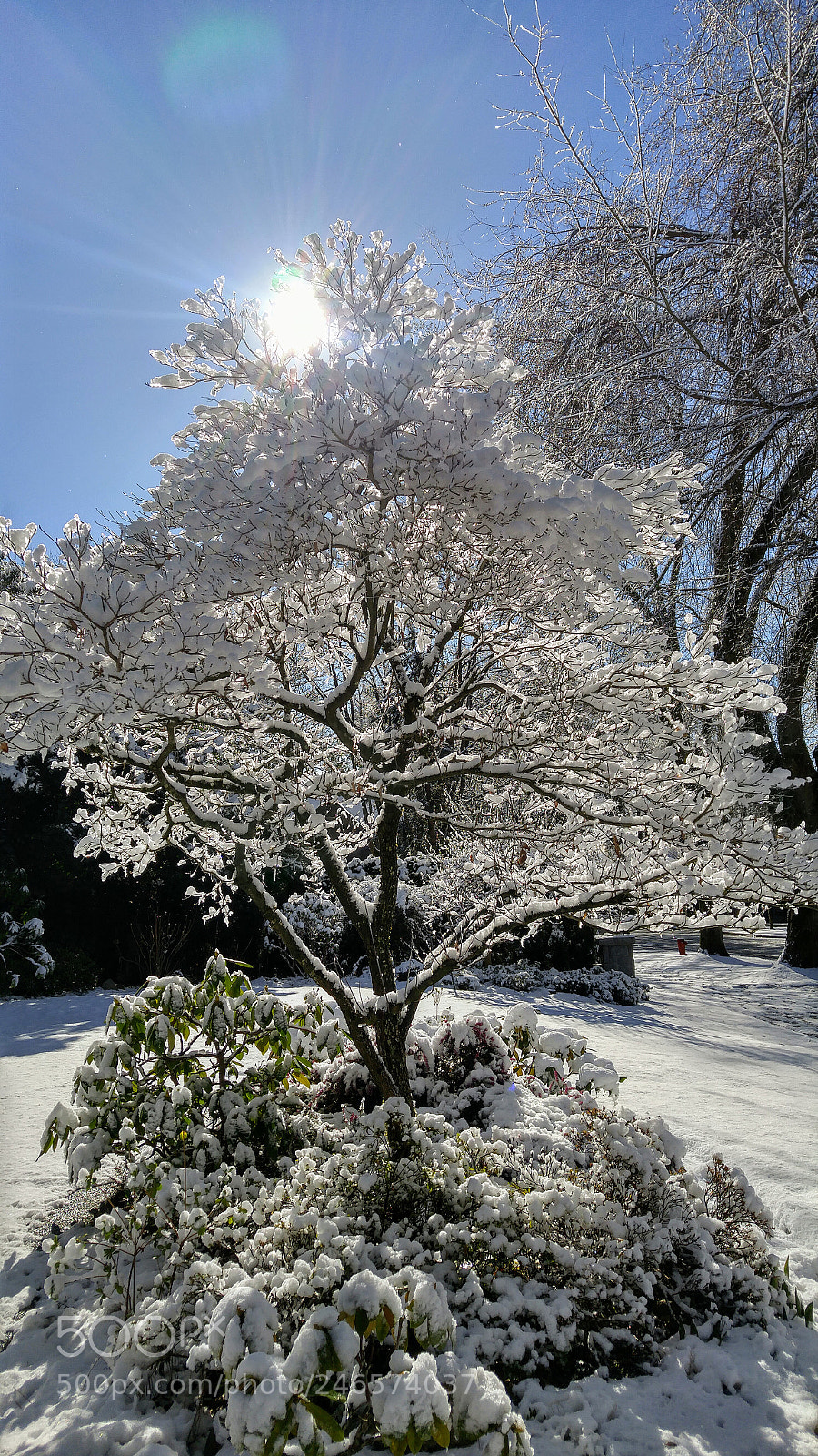 LG G4 sample photo. Winter wonderland photography