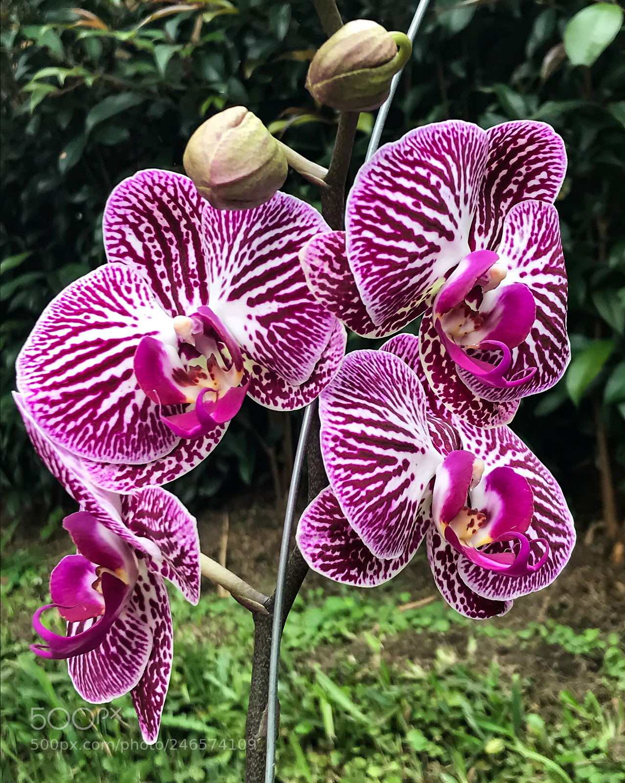 Apple iPhone 7 sample photo. Orquídea photography