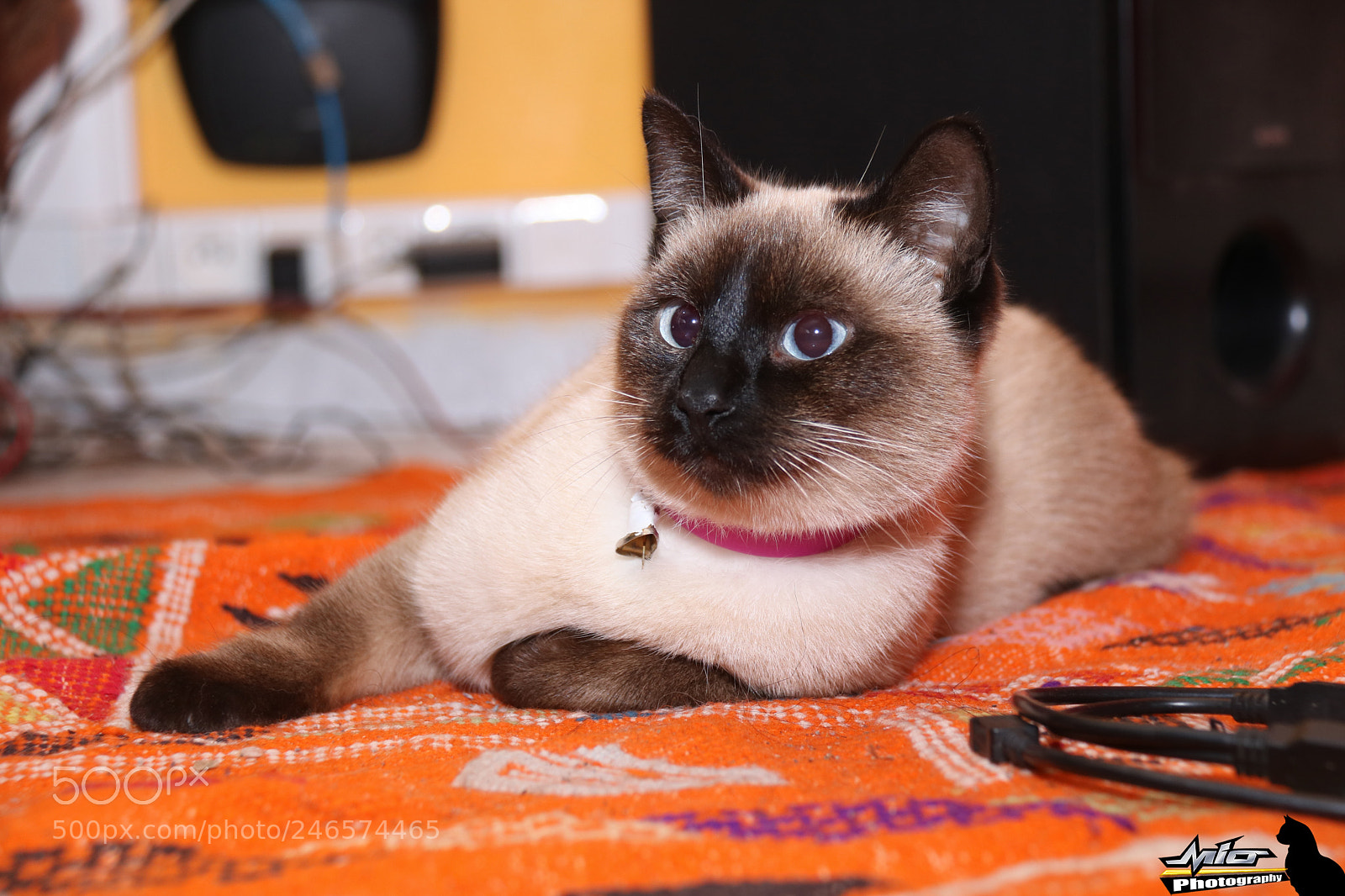 Canon EOS 760D (EOS Rebel T6s / EOS 8000D) sample photo. My cat "mia" photography