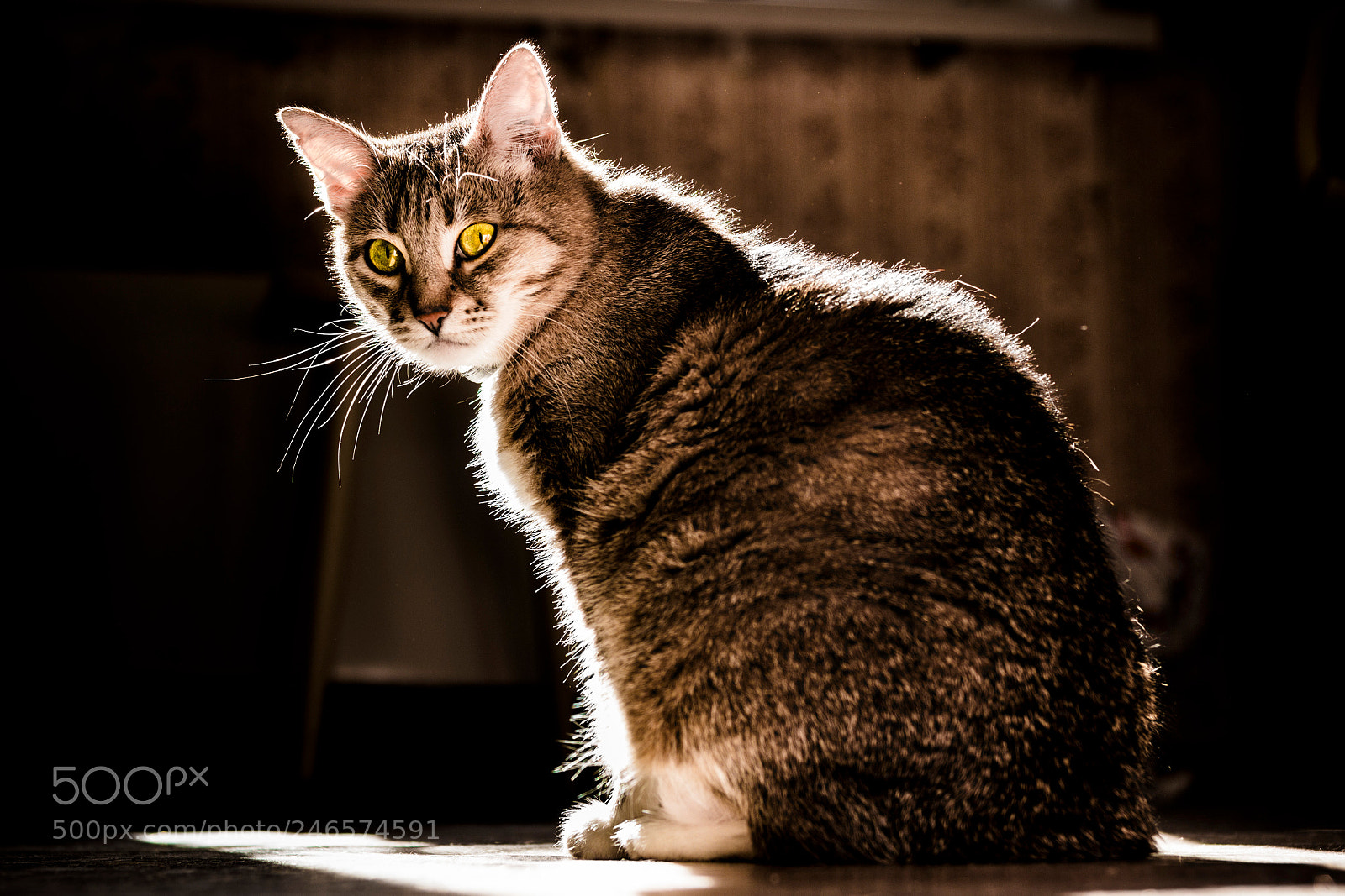 Canon EOS 100D (EOS Rebel SL1 / EOS Kiss X7) sample photo. Back light photography