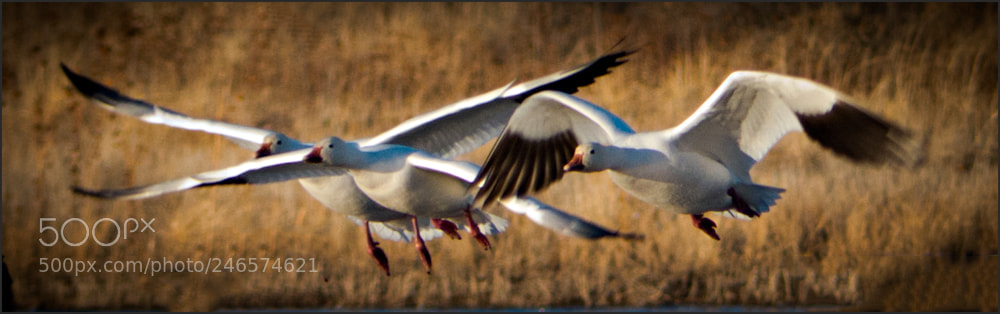 Panasonic Lumix DMC-FZ200 sample photo. Lift off! photography