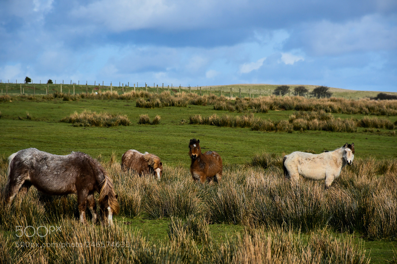 Nikon D7500 sample photo. Mouintain ponies photography